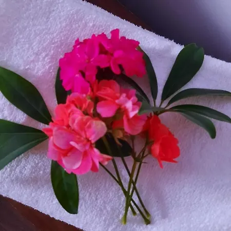 بيت ضيافة Casa Bianca-maria إيفوري نورد